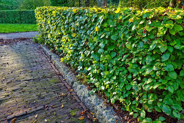 Aronia hækken: Den skjulte perle i din have
