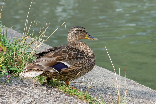 Undgå de typiske fejl, når du løser krydsord