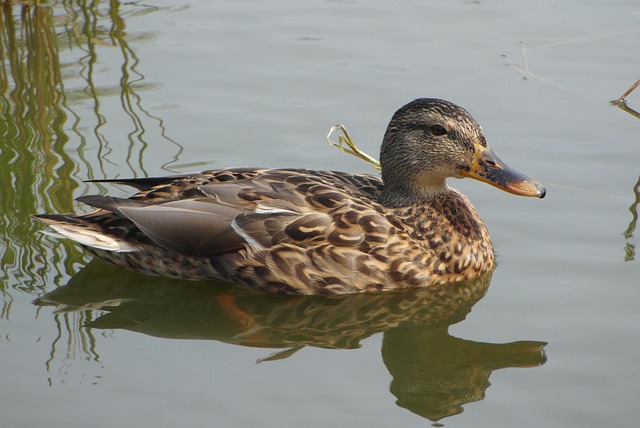 Krydsord for begyndere: Kom godt i gang med de bedste strategier